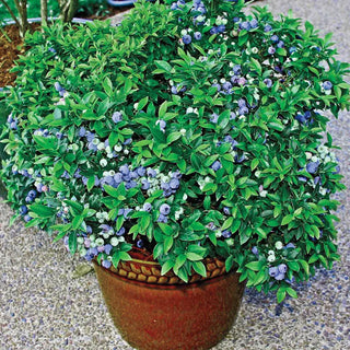 Tophat Patio Blueberry