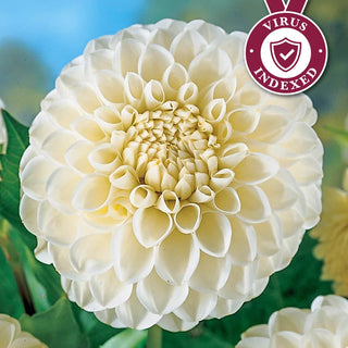 Boom Boom White Dahlia