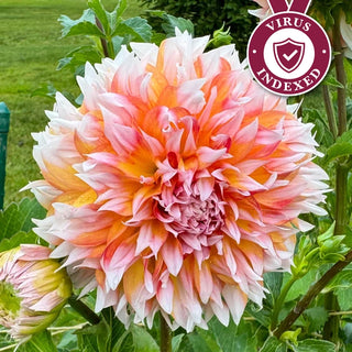 Bloomquist Amazing Dahlia