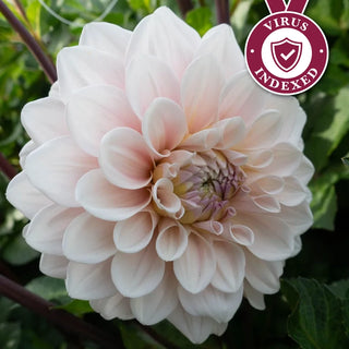 Sweet Nathalie Dahlia