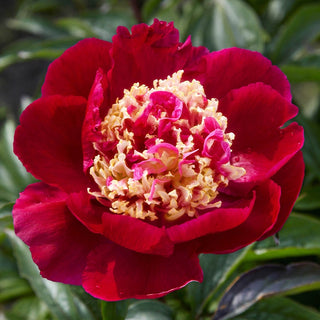 Tom Cat Peony