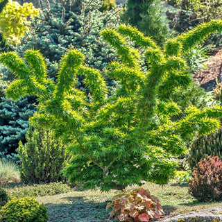 Mikawa Yatsubusa Japanese Maple