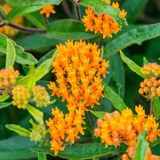 Butterfly Weed