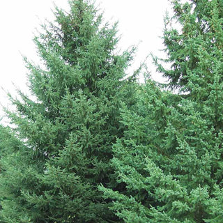 White Spruce