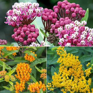 Native Milkweed Selections
