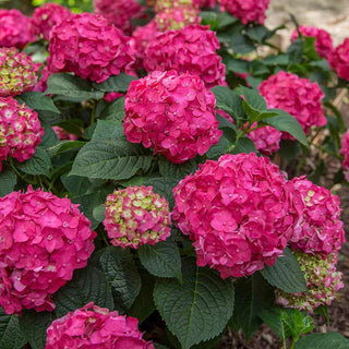 Endless Summer® Summer Crush® Hydrangea