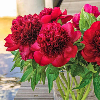 Peonies
