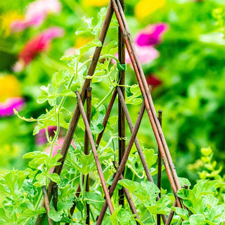 Willow Teepee Plant Support
