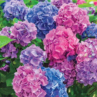 L.A. Dreamin'® Hydrangea