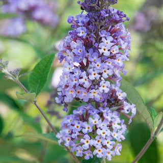 Summer of Love™  Butterfly Bush
