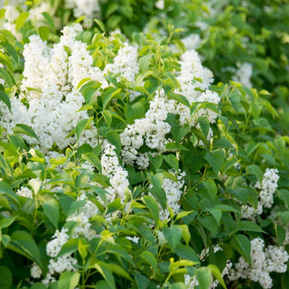 Snowy Beach Party™ Lilac Shrub