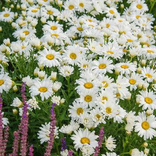 Alaska Shasta Daisies