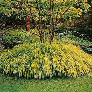 All Gold Japanese Forest Grass
