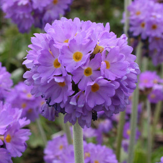 Lilac Drumstick Primrose