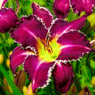 Daylilies