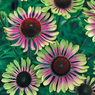 Coneflowers