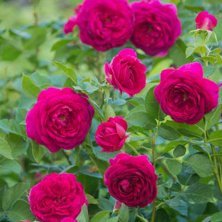 Grandiflora Roses