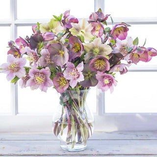 Frostkiss™ Anna's Red Hellebore