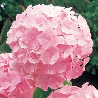Forever Pink Hydrangea