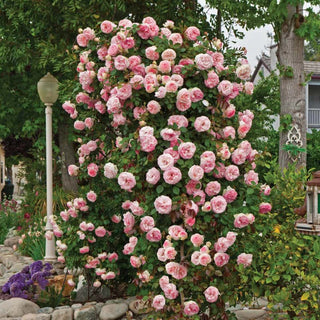 Rose Bushes