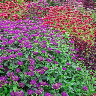 Bee Balm Mix
