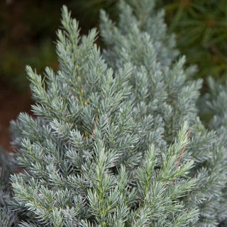 Blue Star Juniper