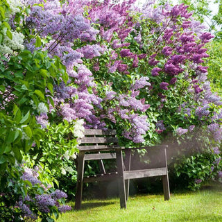 Old-Fashioned Lilac