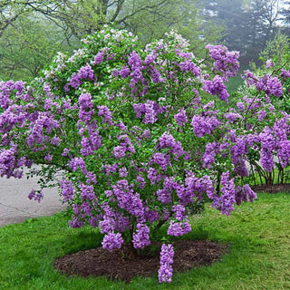 Lilac Sunday Lilac Shrub
