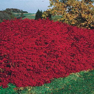 Burning Bush Shrubs