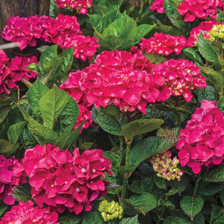 Glowing Embers Hydrangea