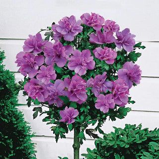 Ardens Hardy Hibiscus Standard Tree