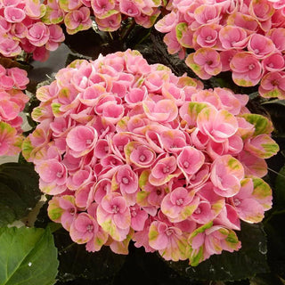 Magical® Amazone Hydrangea