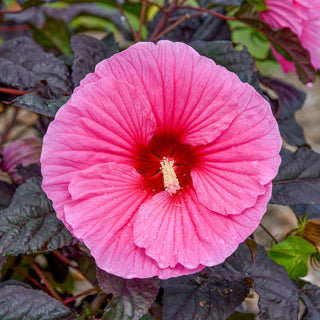 Summerific® Edge Of Night Hibiscus