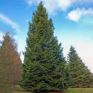 Norway Spruce