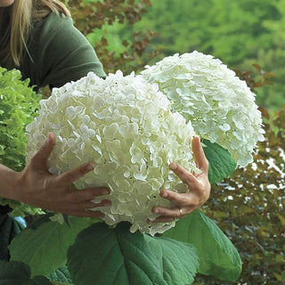 Incrediball® Hydrangea