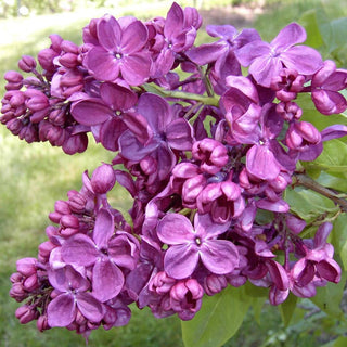 Agincourt Beauty Lilac