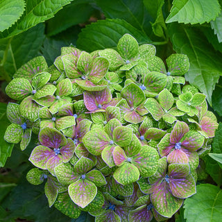 Froggie™ Bigleaf Hydrangea