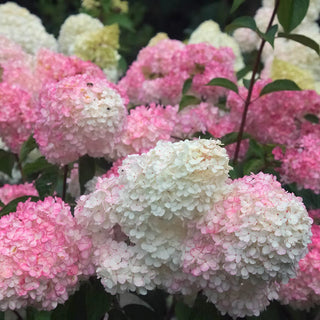 First Editions® Vanilla Strawberry™ Hydrangea