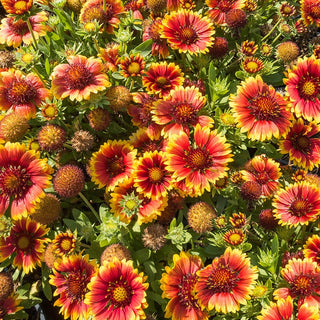 Arizona Sun Gaillardia