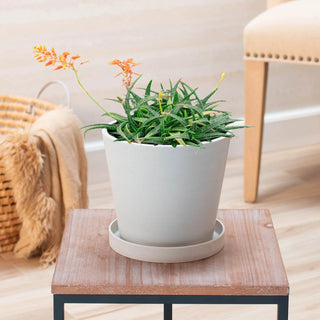 Aloe Firebird Hybrid in Nursery Pot