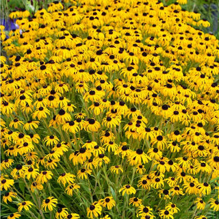 American Gold Rush Black-Eyed Susan