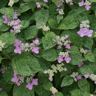 Kokonoe-Yama Hydrangea