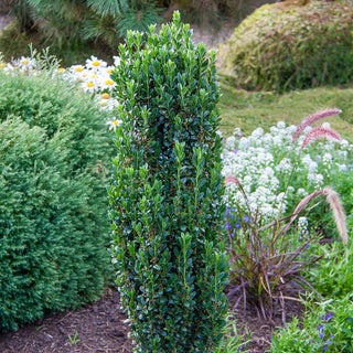 Sky Pencil Japanese Holly