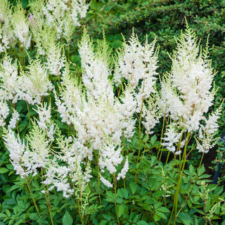 Astilbe Diamond