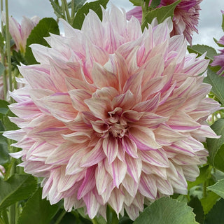 Café au Lait Twist Dahlia