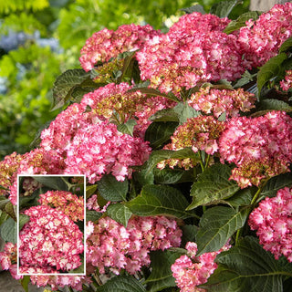 Hydrangea Shrubs