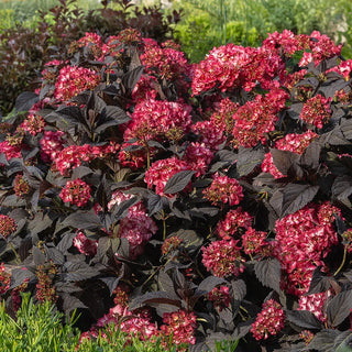 First Editions® Eclipse® Bigleaf Hydrangea