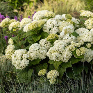 FlowerFull® Hydrangea