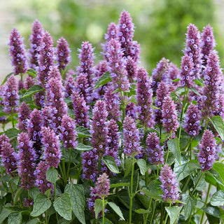 Beelicious® Purple Hummingbird Mint