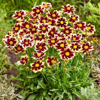 Solar Fancy Coreopsis